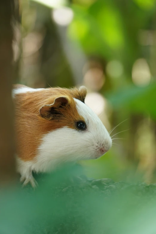 a guinea pig stands on a leafy plant