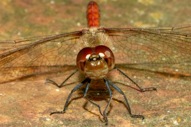 an upside down image of a dragonfly on the ground