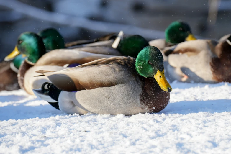 ducks with different colors sit in the snow