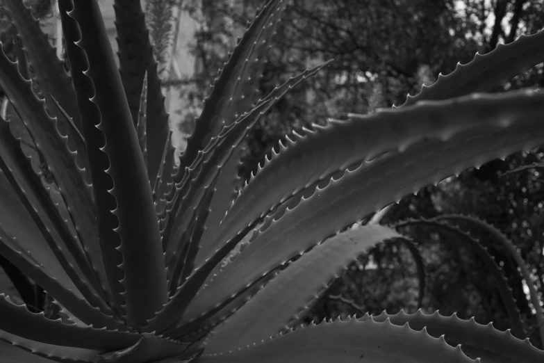 black and white pograph of a plant