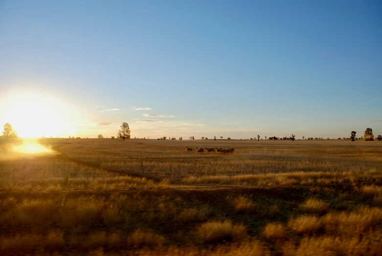 a farm field with some cows in the distance