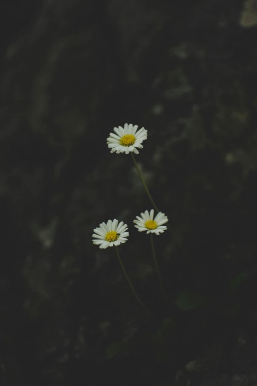 a group of three white flowers with yellow centers