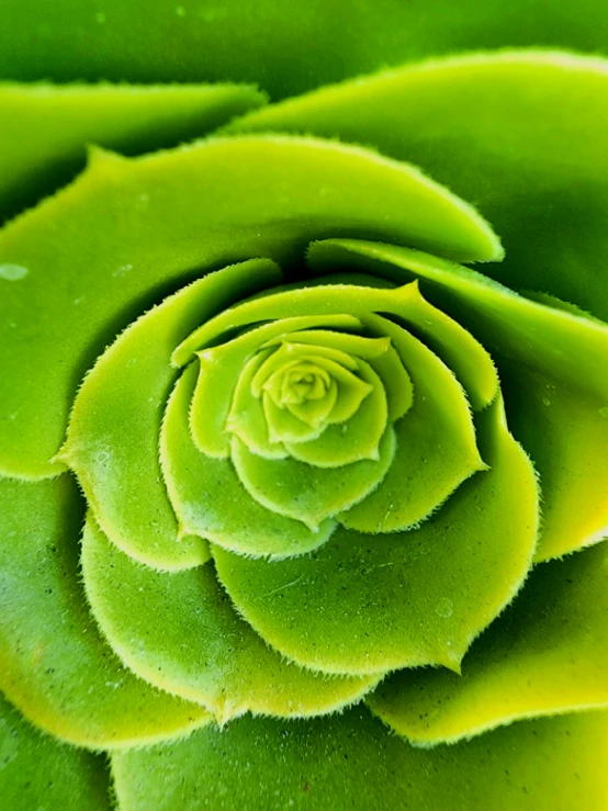 a very large plant with very pretty green leaves