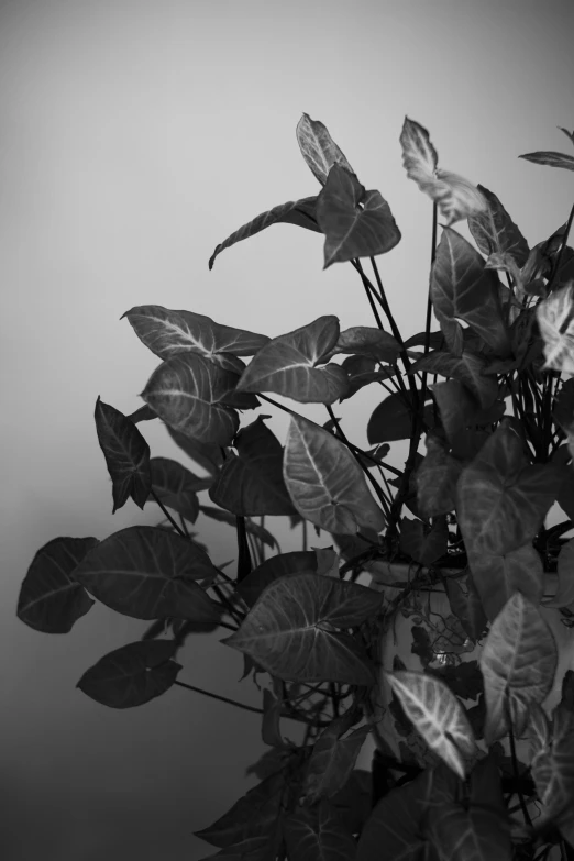 some pretty leaves in a very tall pot