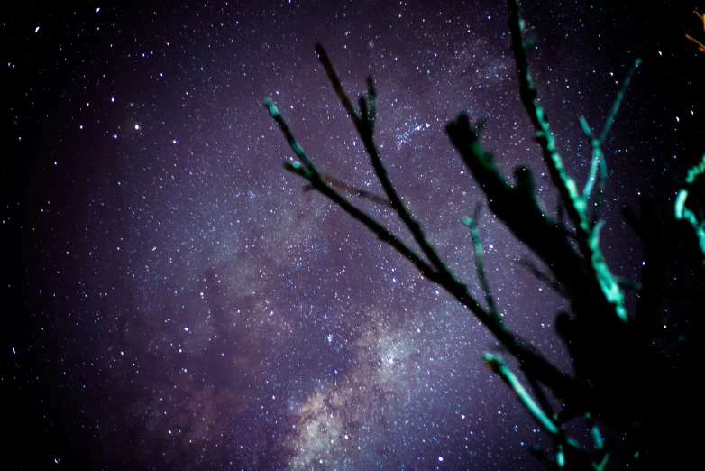 a tall tree in front of a night sky filled with stars