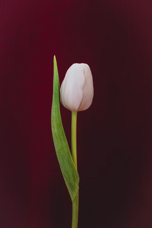 a close - up of two tulips with a purple background