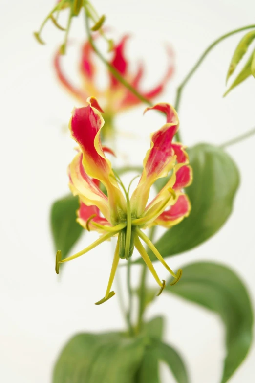 a large green and yellow flower on a table