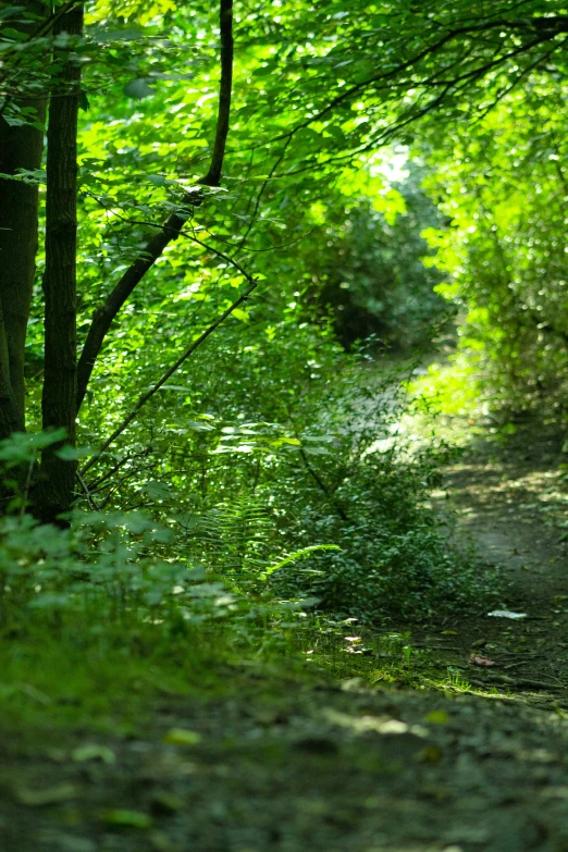 an open area in the woods that contains trees and a path