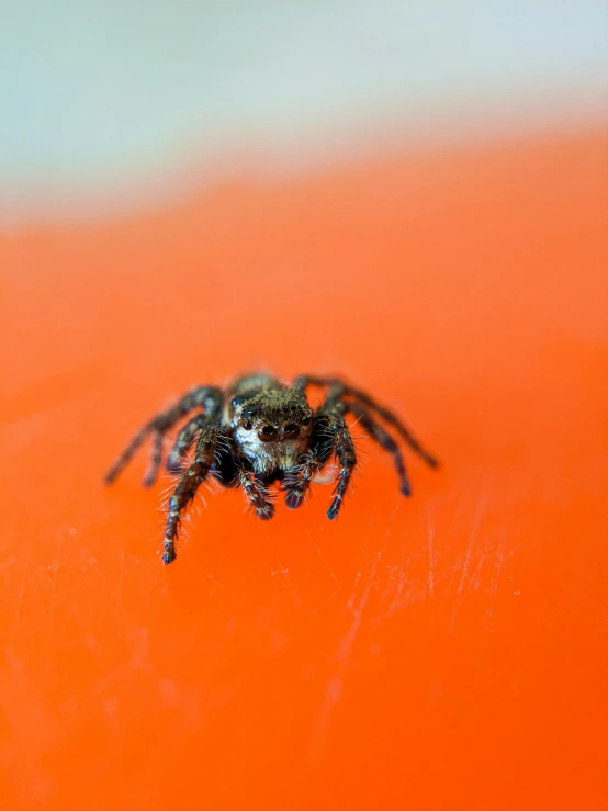 the spider on the top of a bright orange surface