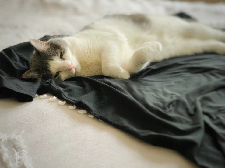 a white and grey cat lying on top of a black blanket