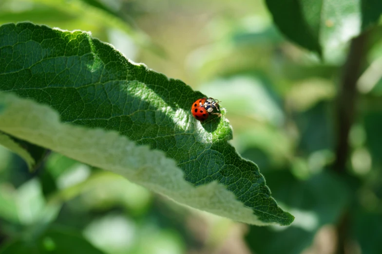 a lady bug crawling on the tip of a leaf