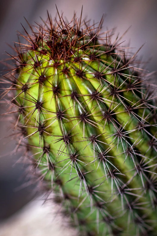 a green cactus is growing in the dirt