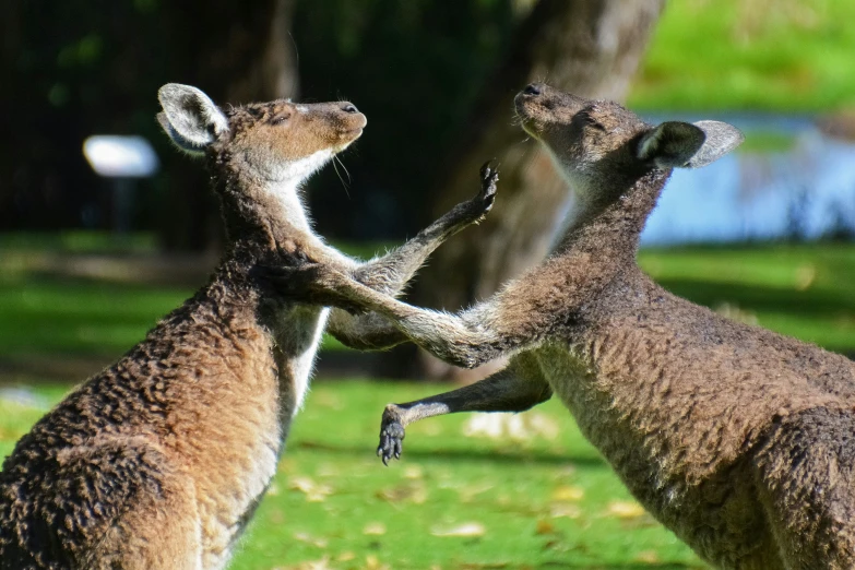 two kangaroos are playing in the grass