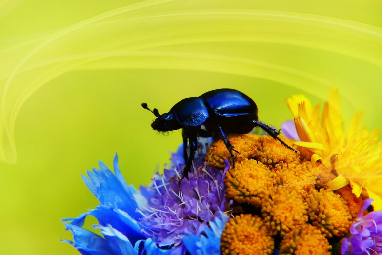 the black beetle is sitting on top of a flower