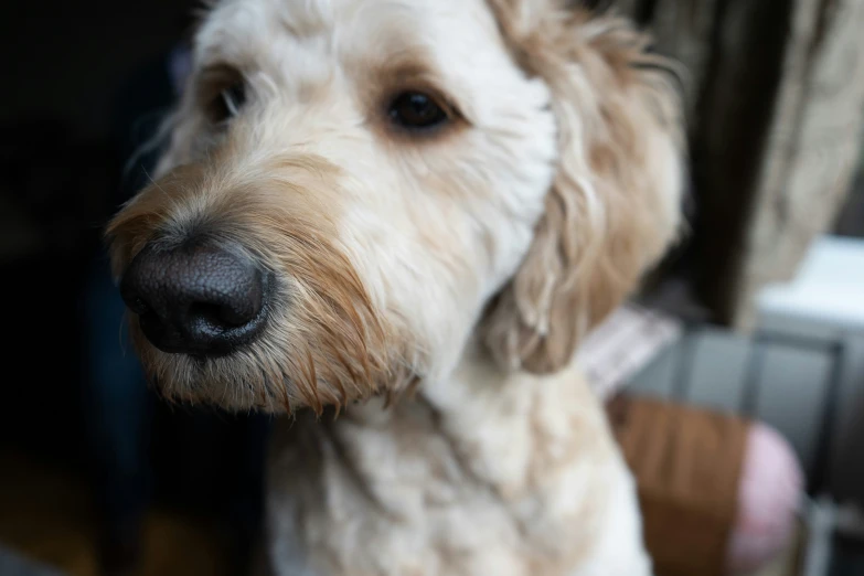 a brown dog is looking up to the camera