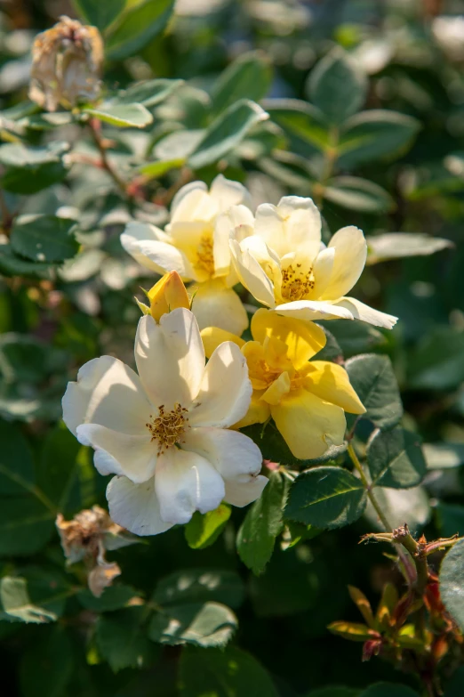 yellow flowers are blooming on the shrub in front of a bush