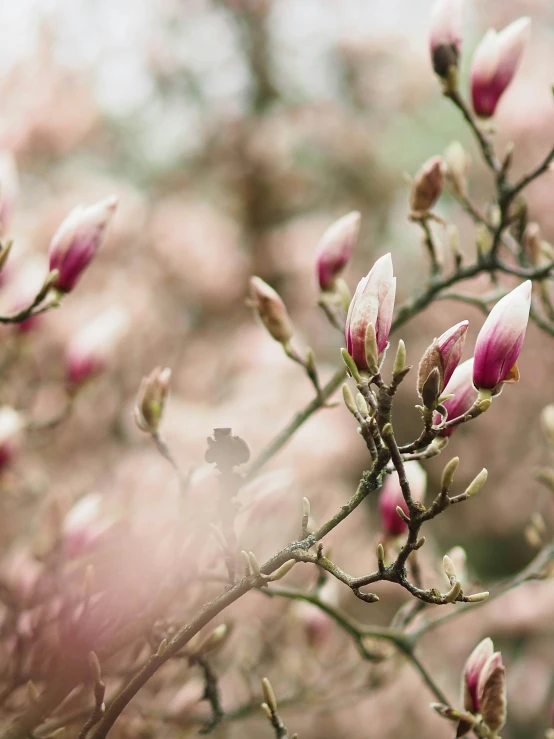 some flowers with pinkish leaves near many others