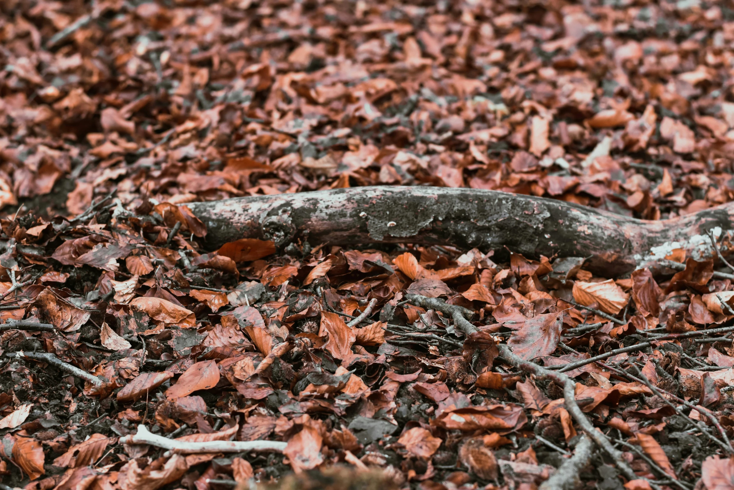 a close up of leaves on the ground