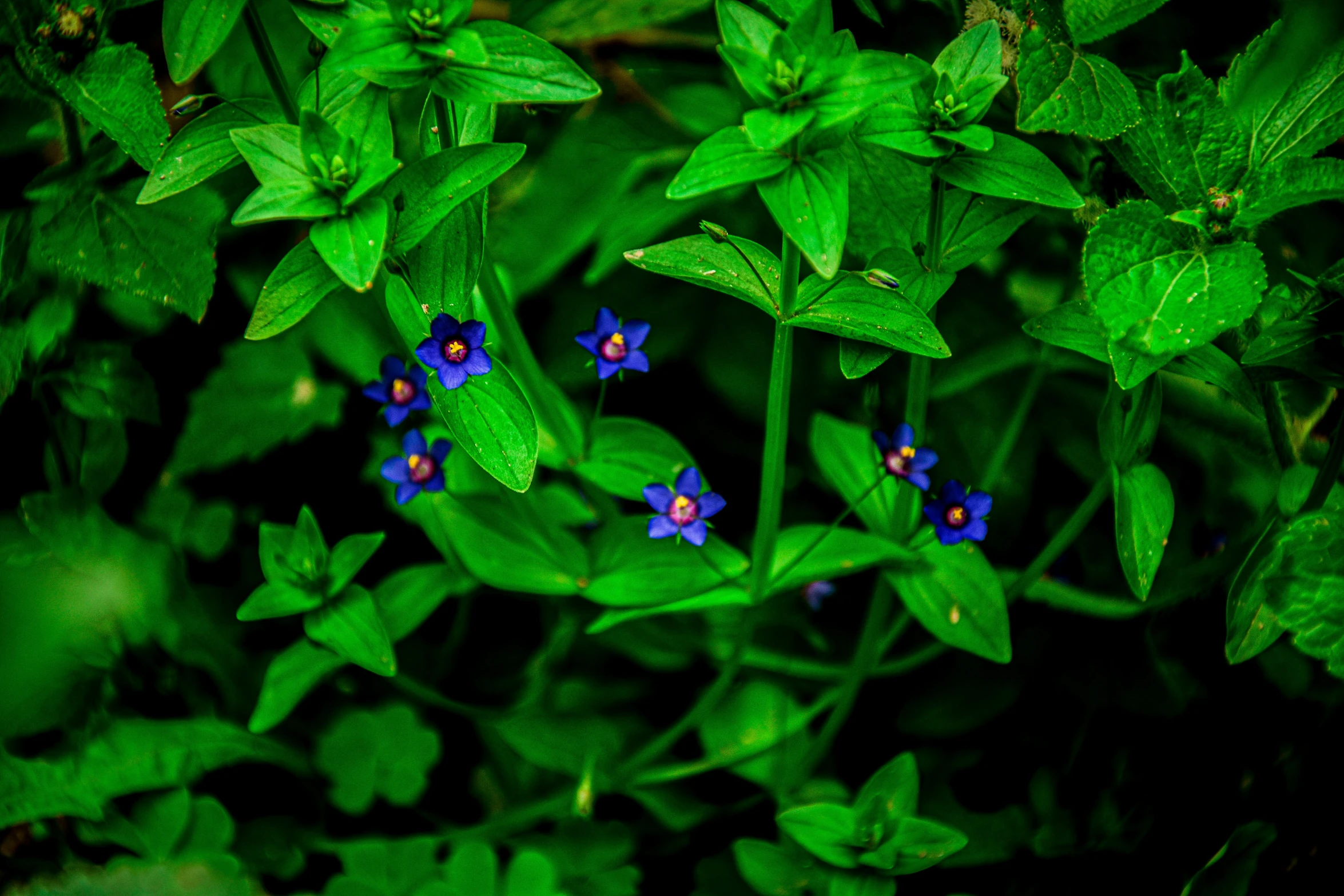 small blue flowers are blooming on the grass