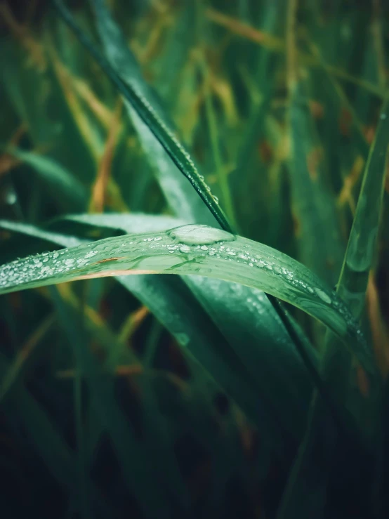 a close up of the end of a blade of grass with drops of water on it