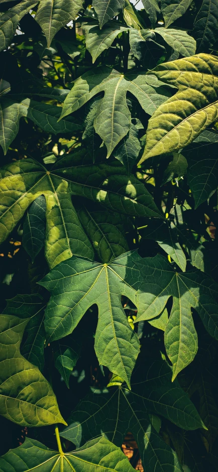 some leaves with green markings in the background