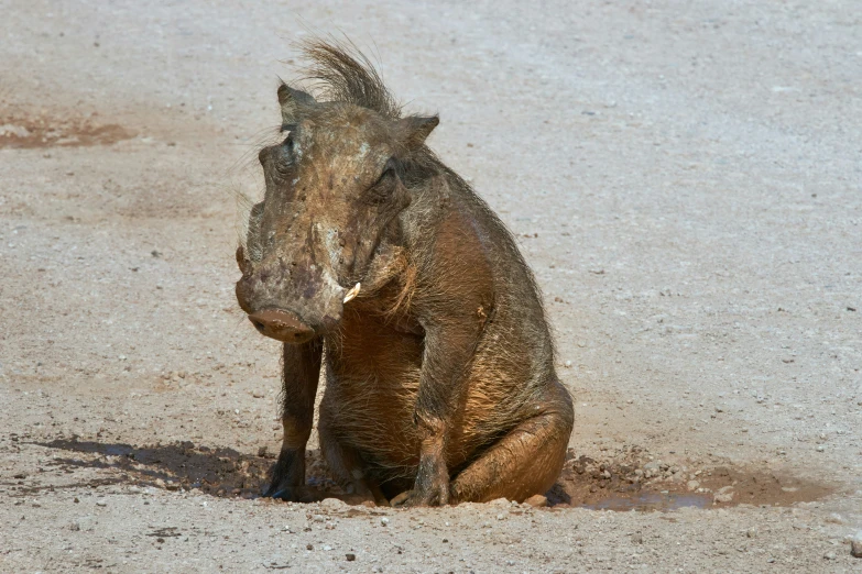 the animal looks as if he's having fun in the sand