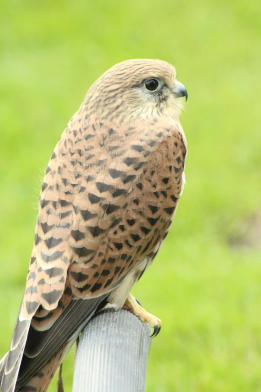 an falcon is perched on the wooden post
