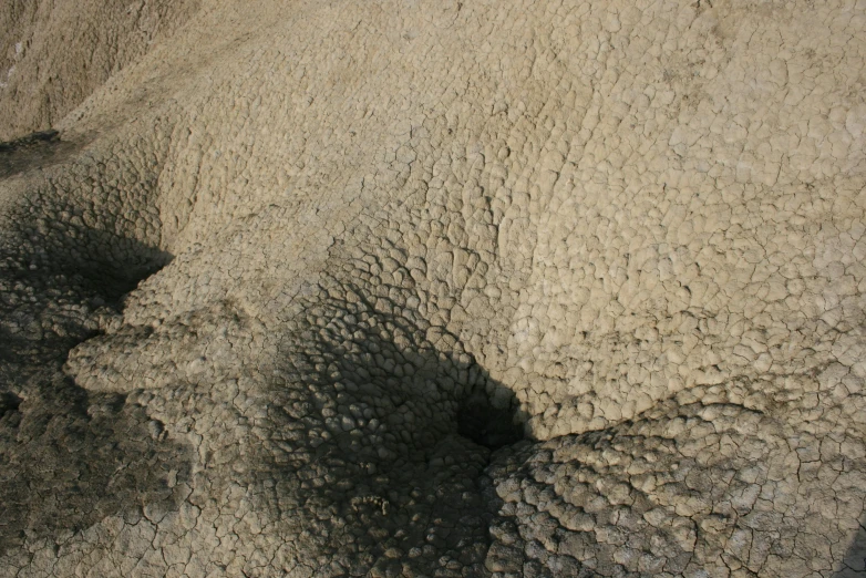 the aerial view of an elephant and its skin