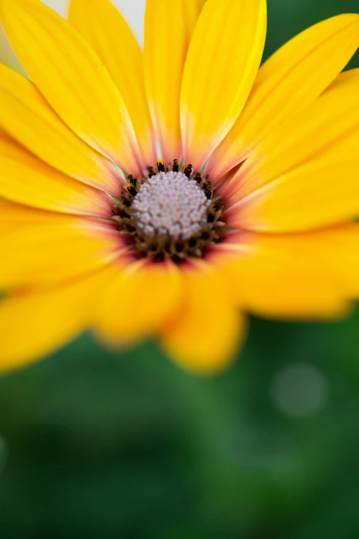 a flower with a white and yellow center