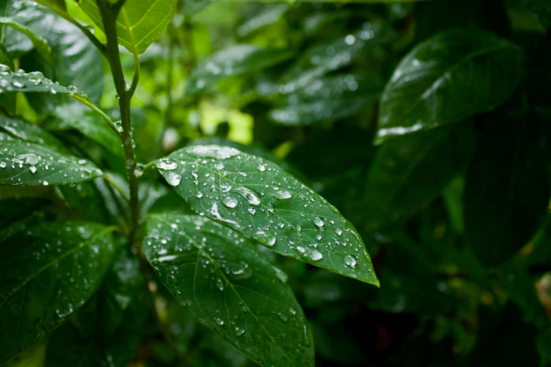 a plant with green leaves with water drops