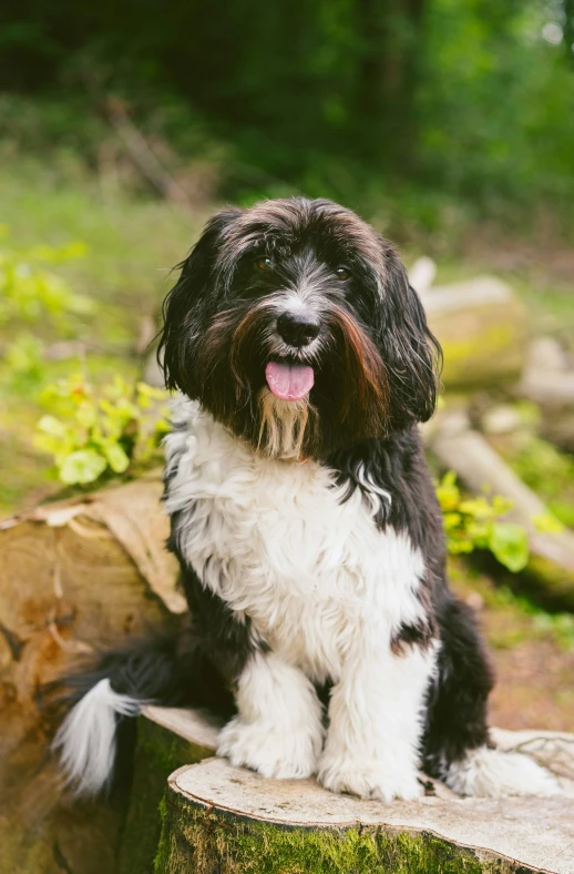 a dog sitting on a rock, it looks like its panting