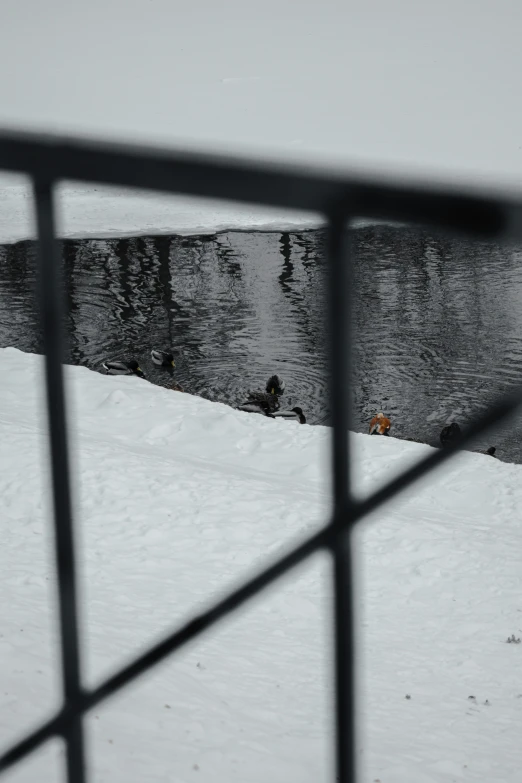 black and white po of water behind fence in snow