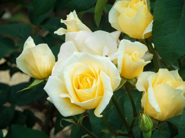 a couple of yellow roses sitting on top of a green bush