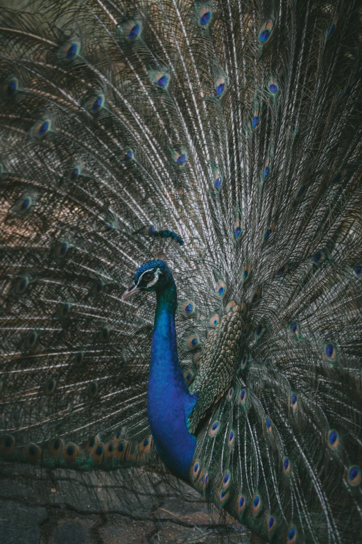 a peacock displaying its feathers with it's tail open