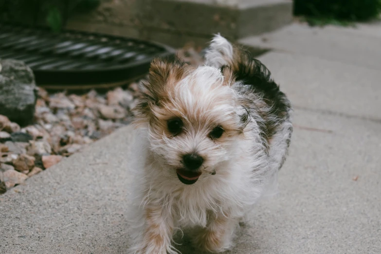 a small white and brown dog standing on top of a cement slab