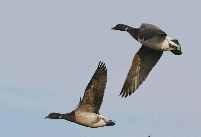 two birds are in flight against a blue sky