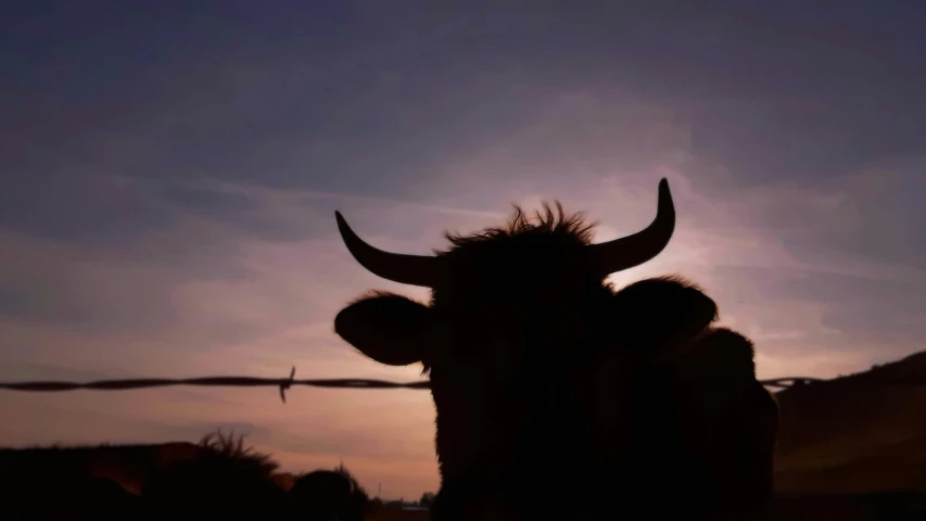 a silhouette of an animal behind a fence