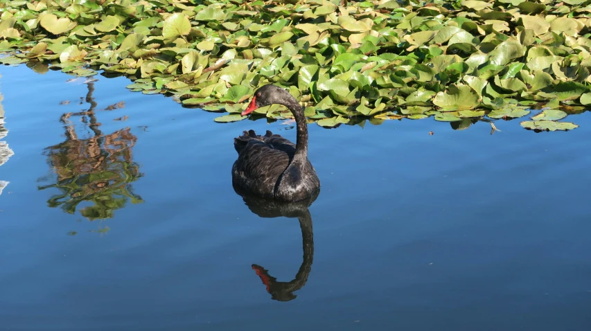 a black swan is standing in the water