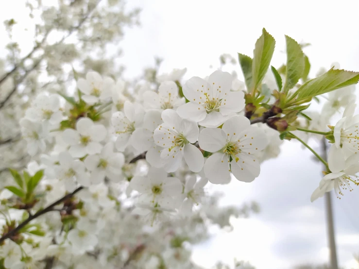 a blooming nch of a flowering tree on a cloudy day