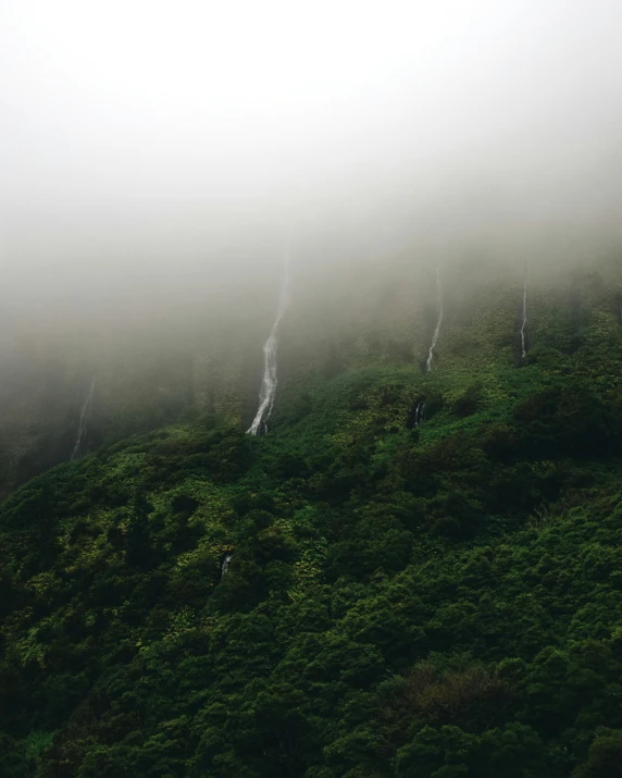 a group of cows on a foggy hillside