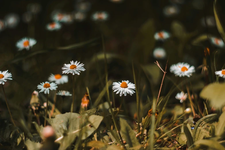 small white flowers blooming in the wild