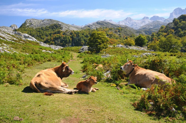 three cows lying down on a grass covered hill