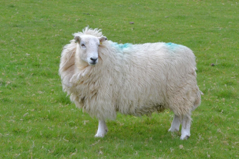 a gy sheep is standing in a grassy area