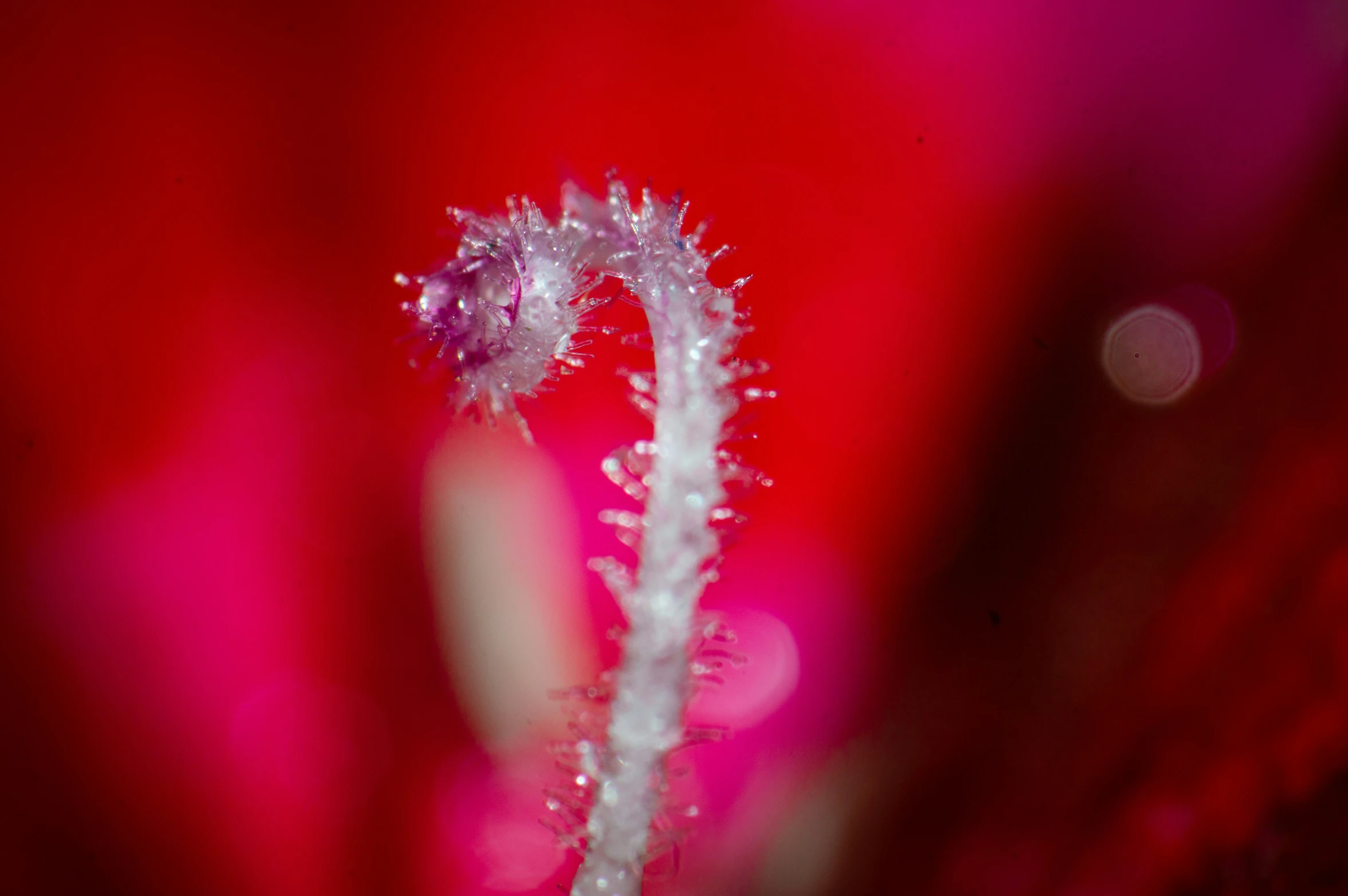 the small white tip of a pink flower