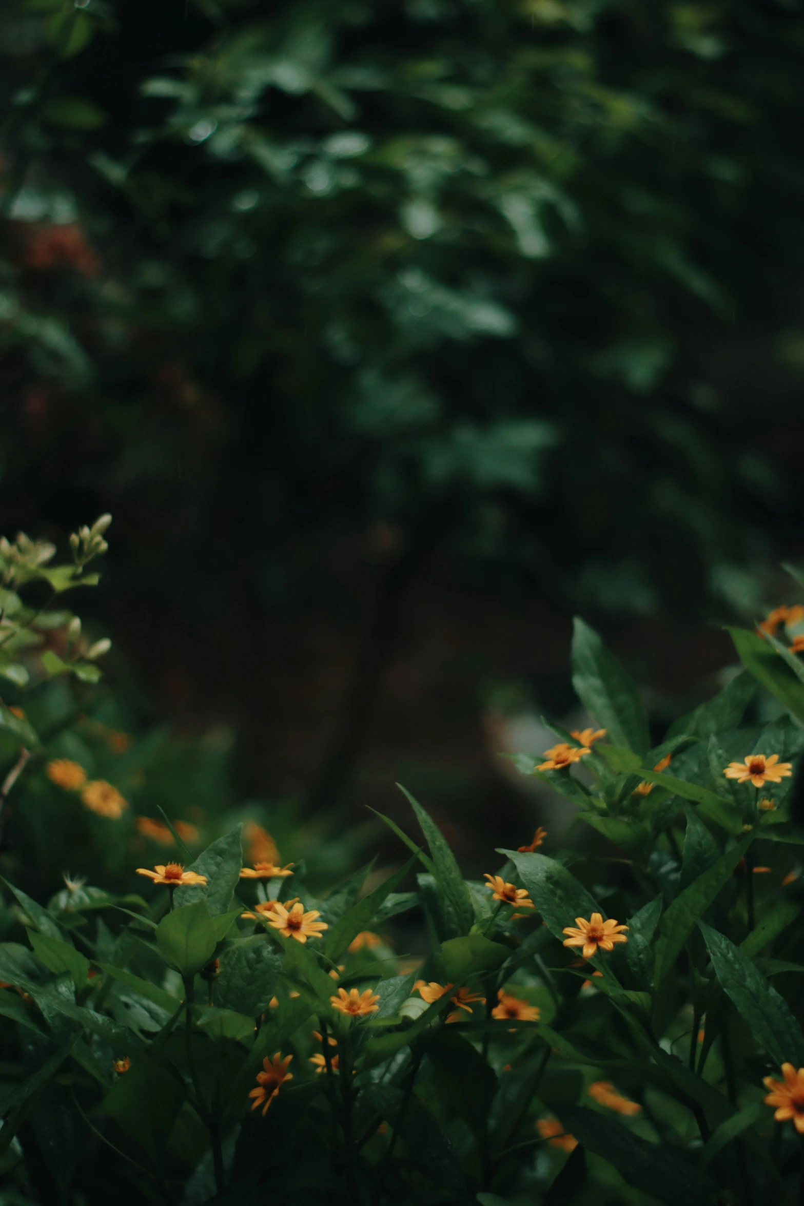 a group of yellow flowers and greenery near trees