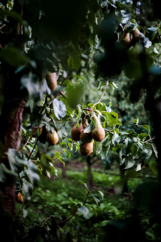 a few pears hang from the tree nches