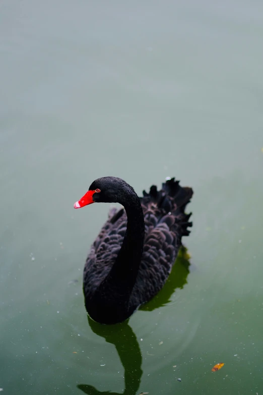 a duck is swimming in the green water