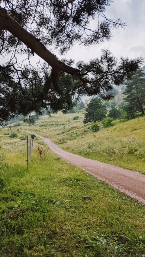 a scenic landscape with a path and tree