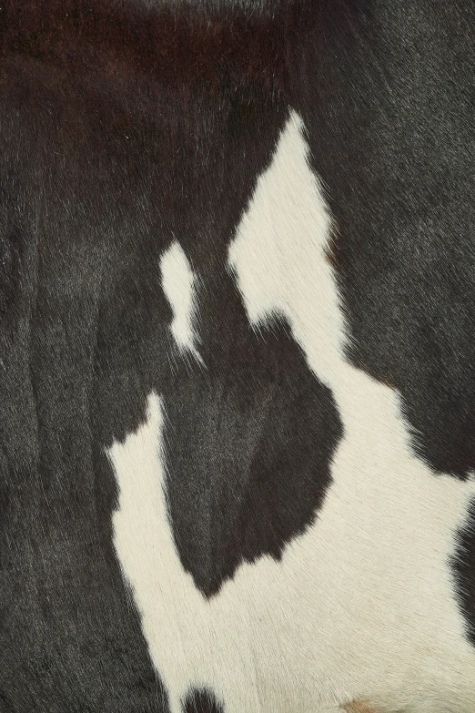 the black and white rug has a dog design on it