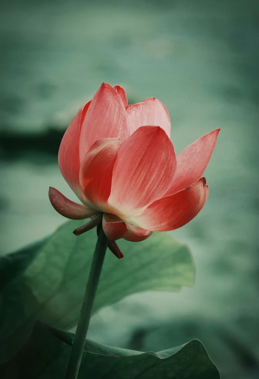 a pink flower is standing in the middle of green leaves